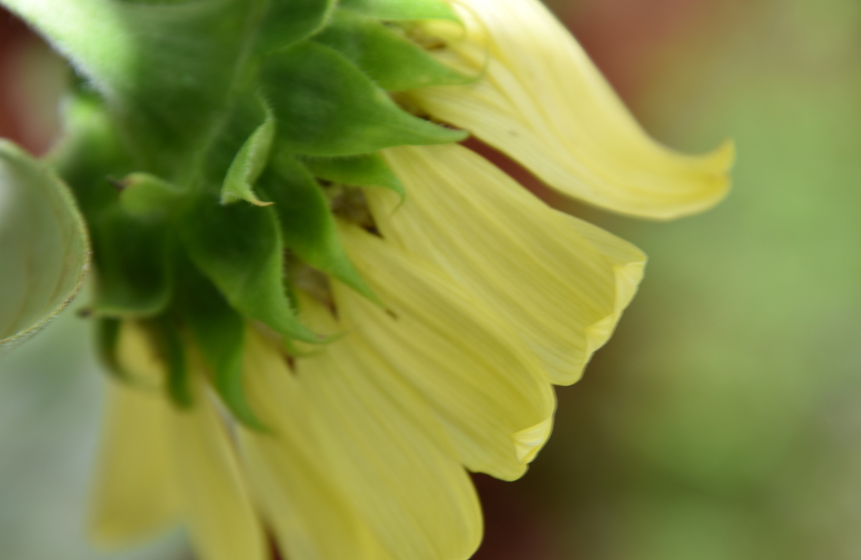 Cream flower seen from beneath