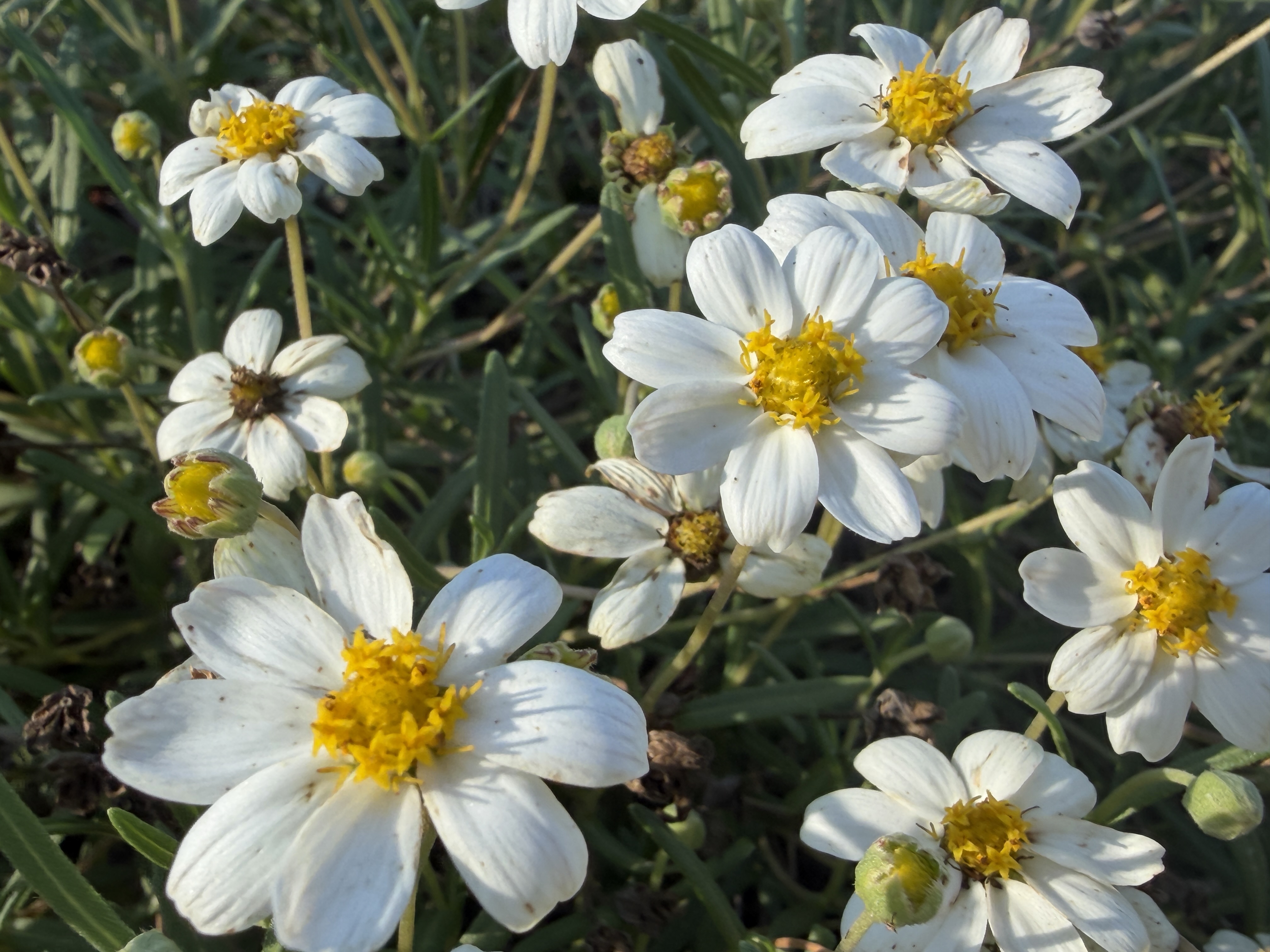 White flowers with golden centers