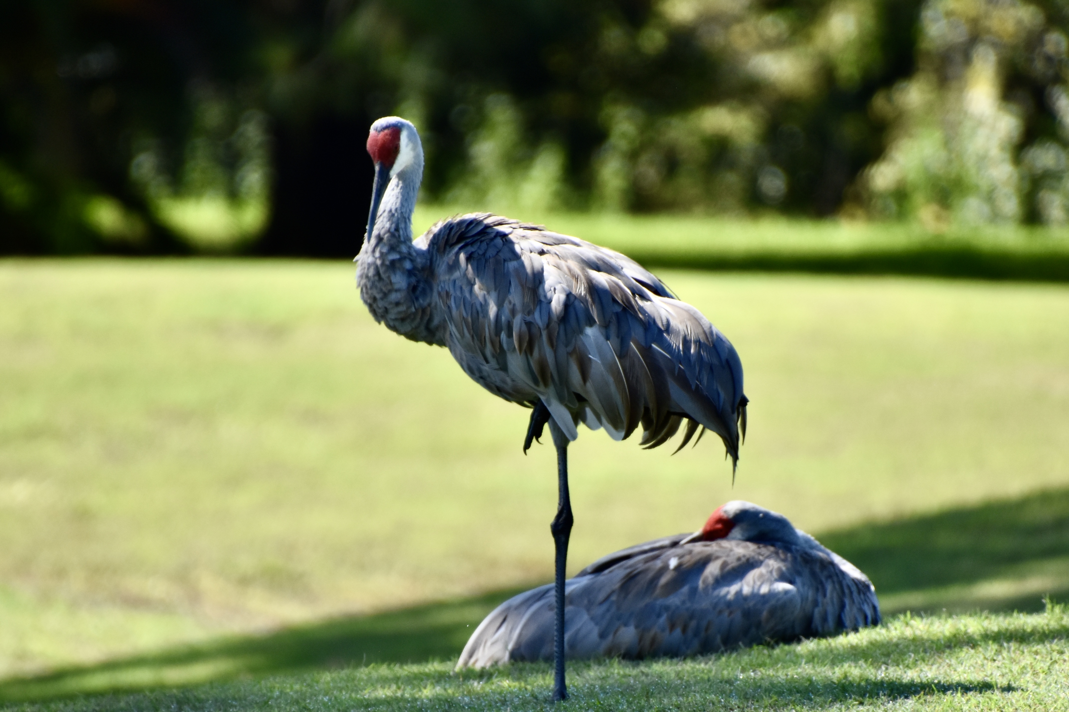Sandhill crane and chick in a sunlit field