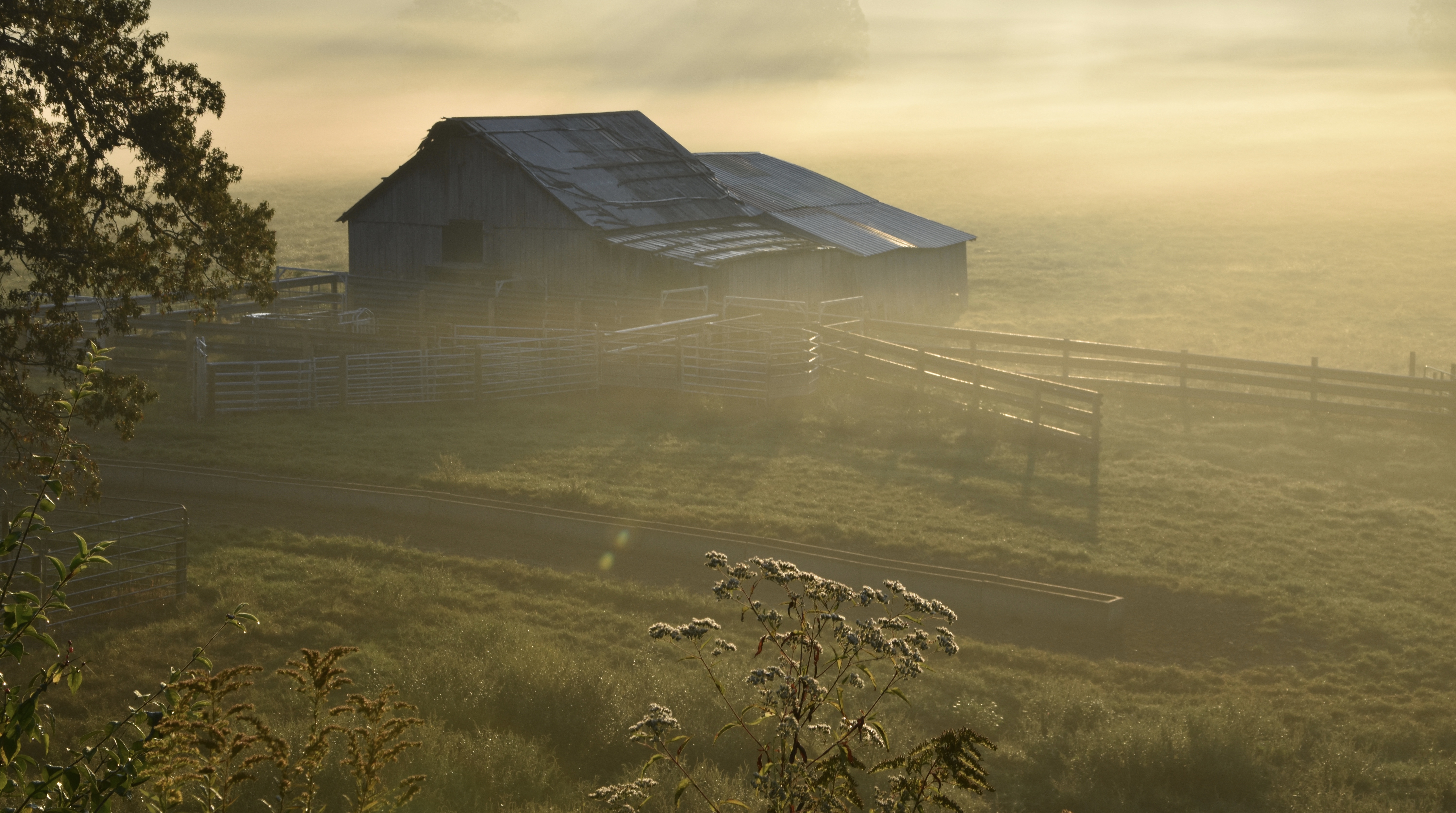 Barn and pasture glowing in early morning mist