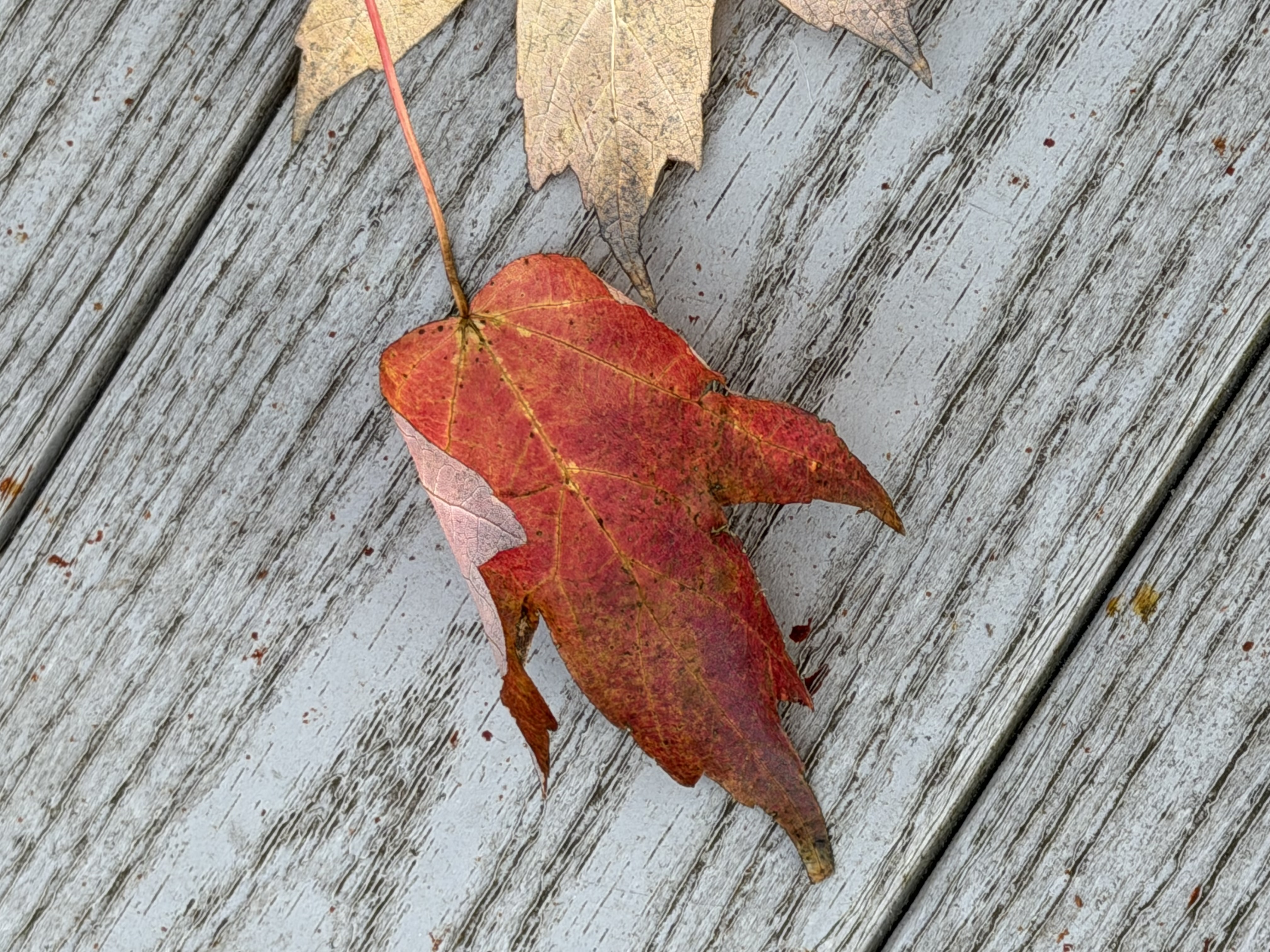 Single red autumn leaf on weathered wood
