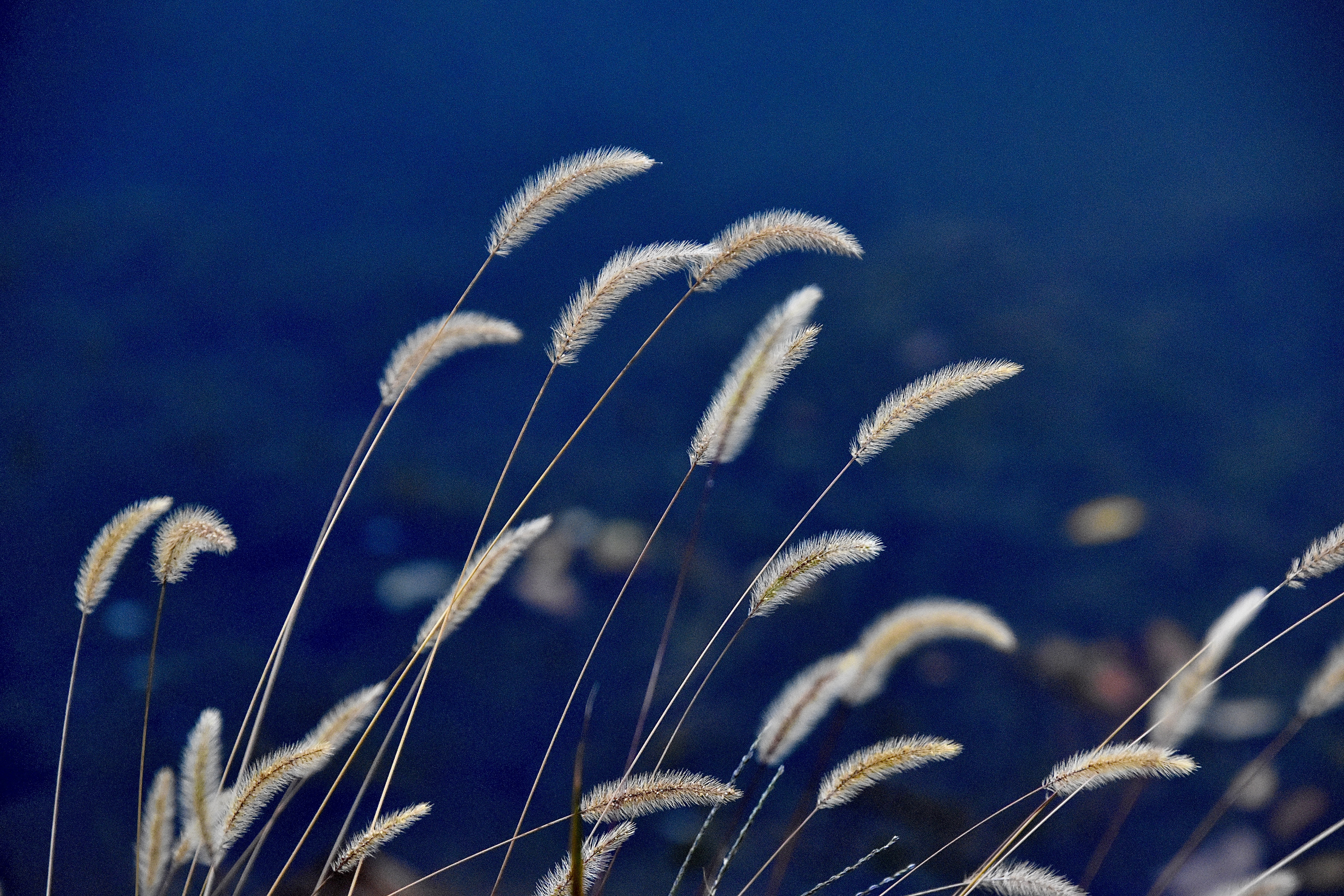 Grass seed heads against a deep blue background