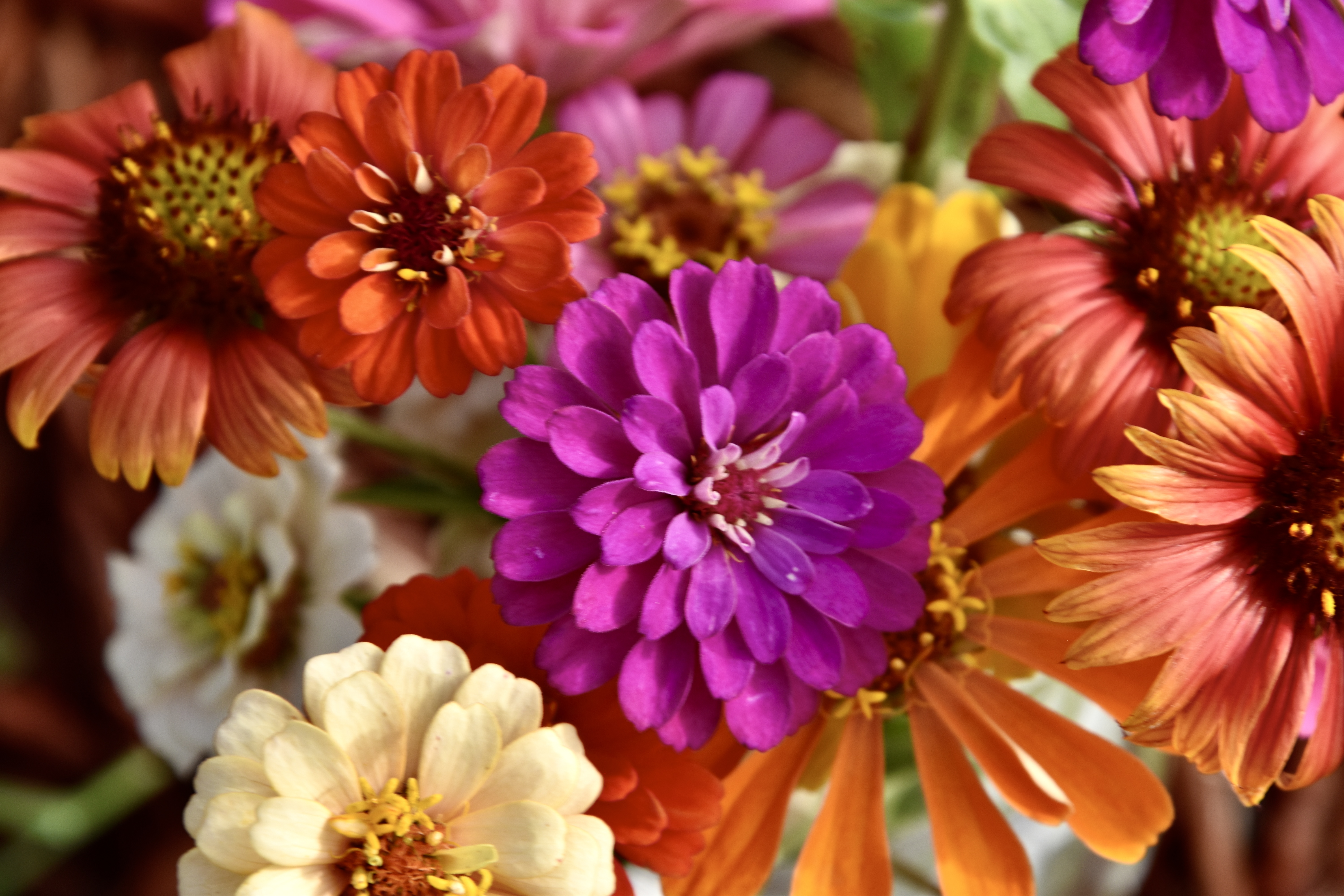 Colorful zinnias in bloom