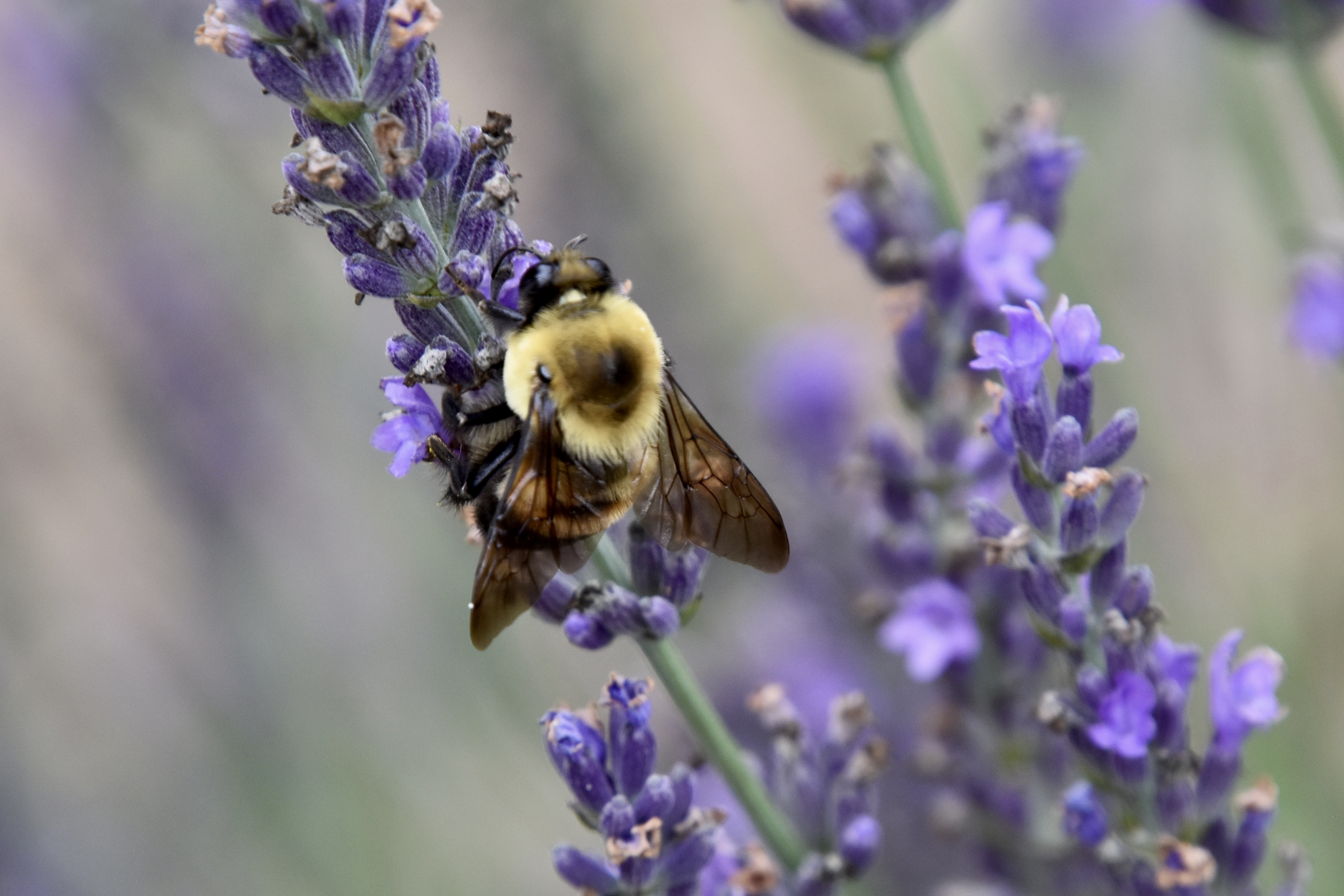 Bee gathering nectar from purple lavender
