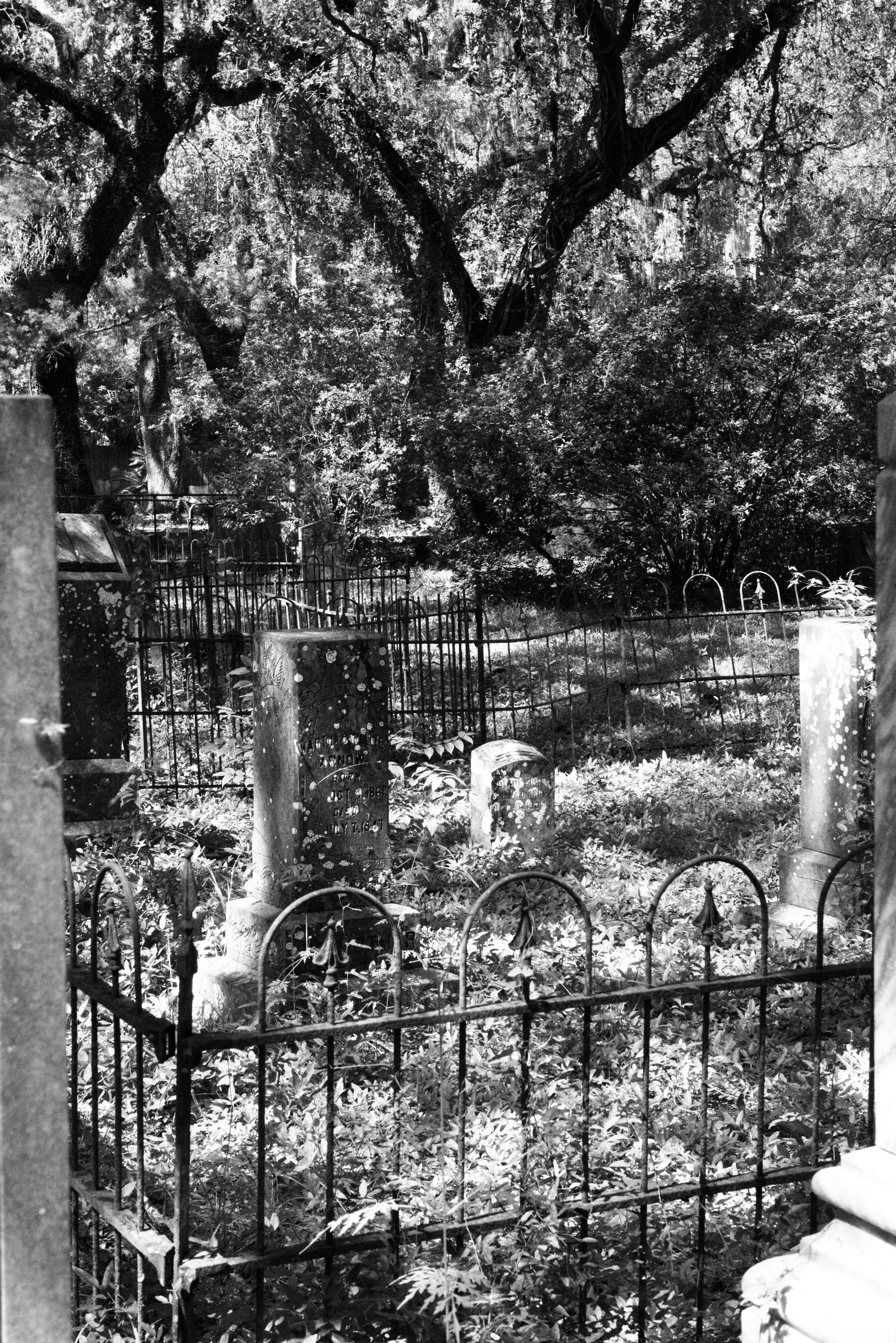 Black and white garden gate beneath old trees