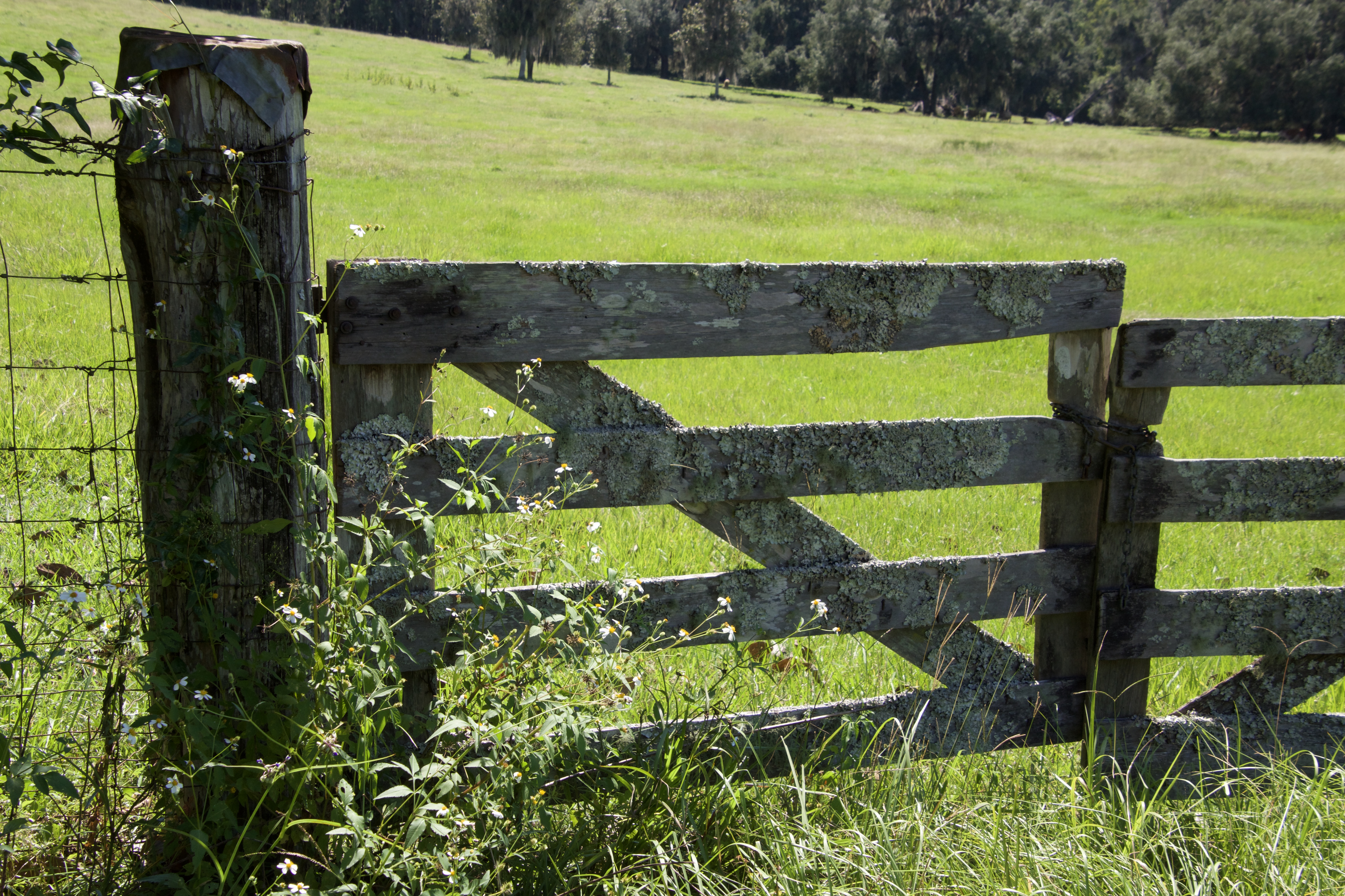 Weathered farm gate in a green field