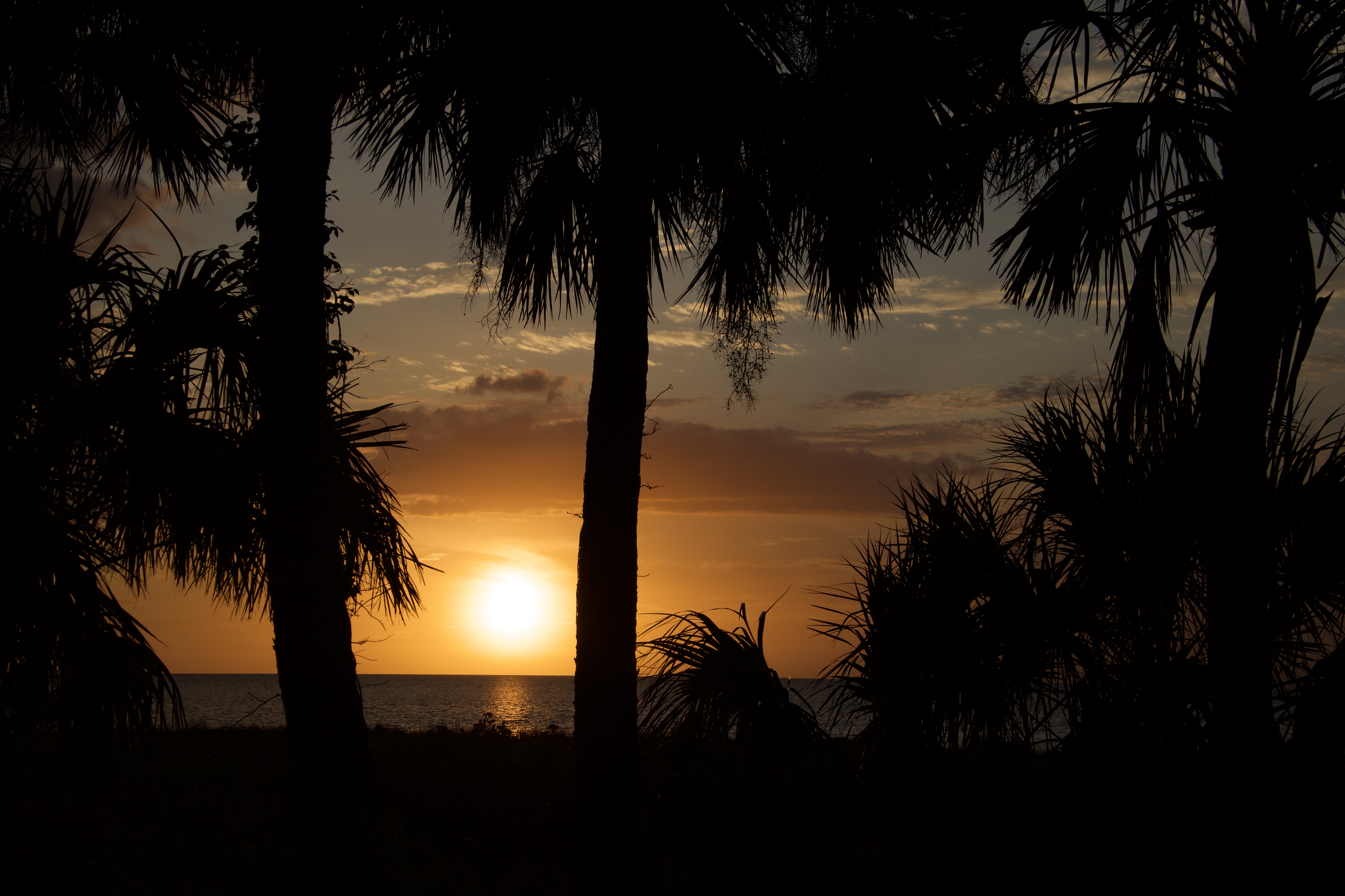 Florida sunset framed by palms